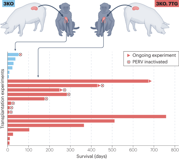 Kidney xenotransplantation edges closer to the clinic