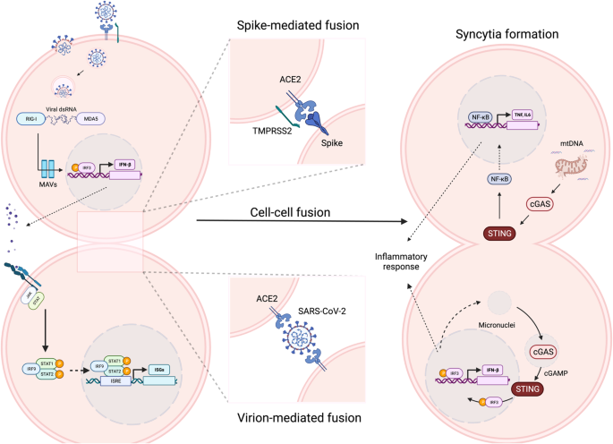 SARS-CoV-2 and innate immunity: the good, the bad, and the “goldilocks”