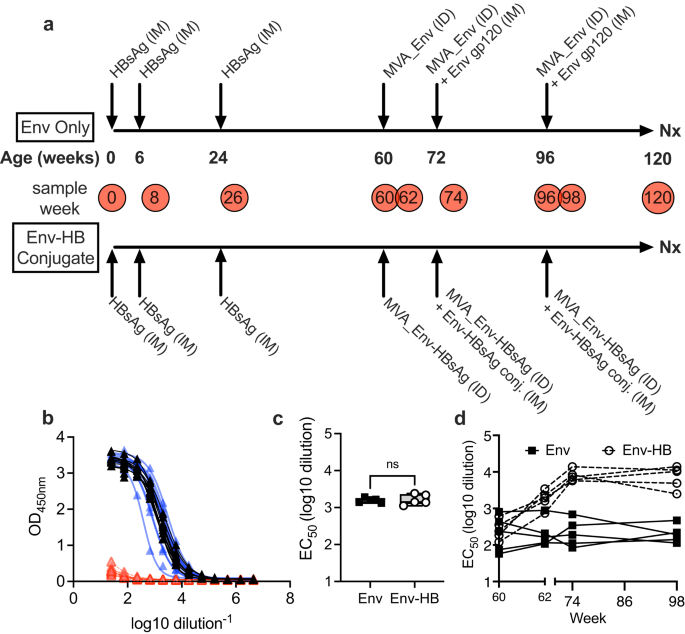 Conjugation of HIV-1 envelope to hepatitis B surface antigen alters vaccine responses in rhesus macaques