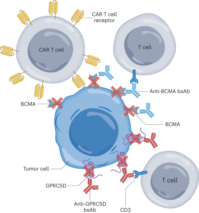 Myeloma evades T cell-engaging therapies