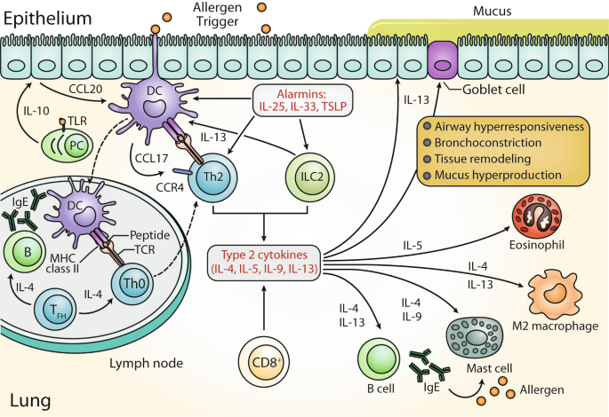 Interleukin-10 multitasking in allergic airway inflammation