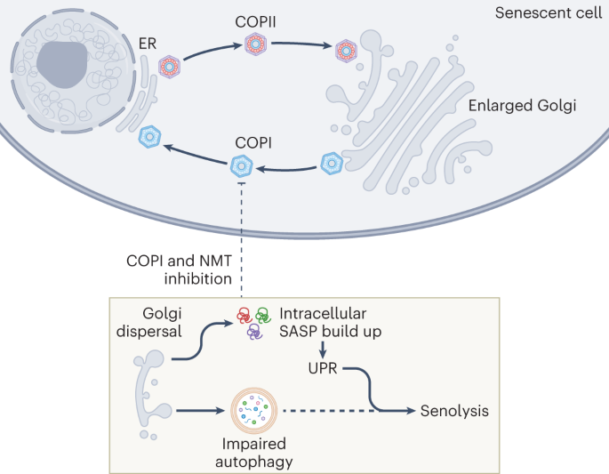 COPIng with senescence