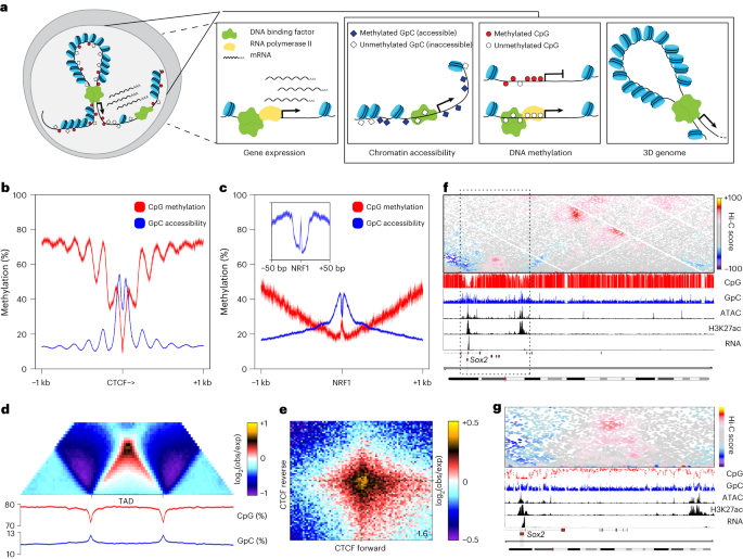 Joint epigenome profiling reveals cell-type-specific gene regulatory programmes in human cortical organoids