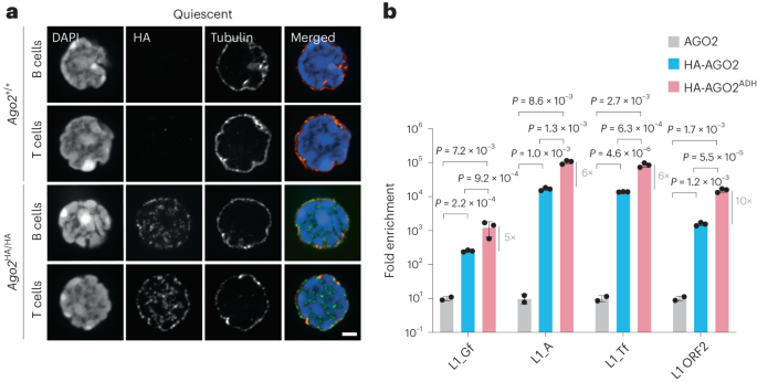 AGO2 localizes to the nucleus in quiescence and represses transposon expression