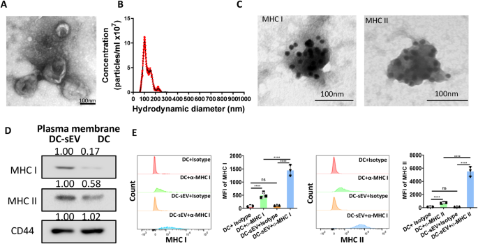 Functional evaluation of dendritic cells and extracellular vesicles as immunotherapy for breast cancer