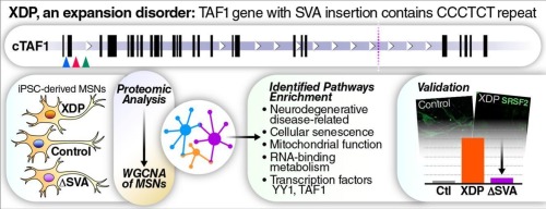 Proteomic analysis of X-linked dystonia parkinsonism disease striatal neurons reveals altered RNA metabolism and splicing