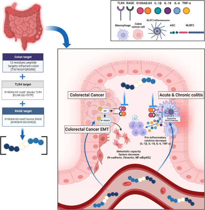 Colon-targeted S100A8/A9-specific peptide systems ameliorate colitis and colitis-associated colorectal cancer in mouse models